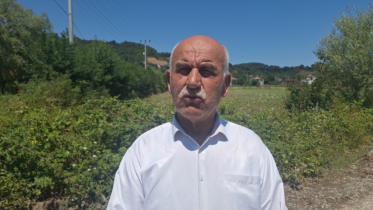 Samsun'un Bafra ilçesinde su kanallarından taşan su, ekili tarım arazilerinde zarara neden oldu....