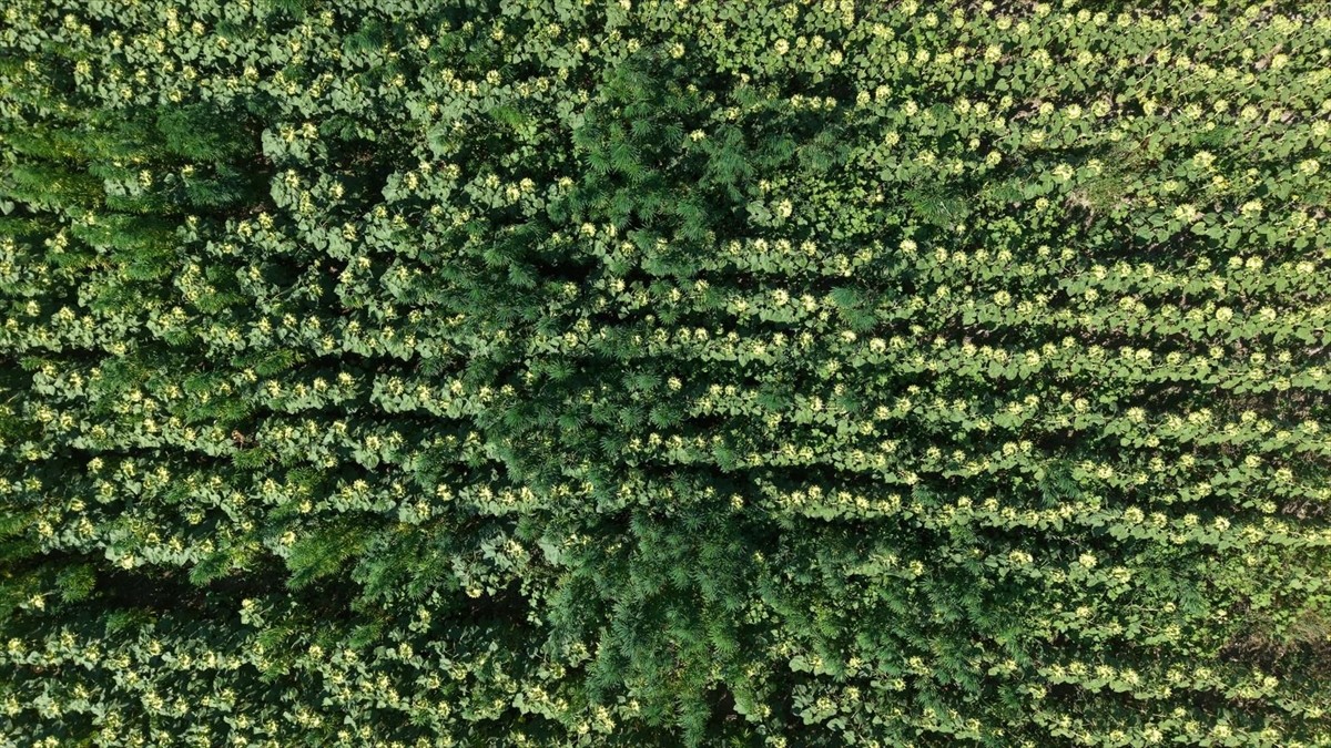 Samsun'un Vezirköprü ilçesinde tarlada ekili halde 5 bin 230 kök kenevir bitkisi ele geçirildi.