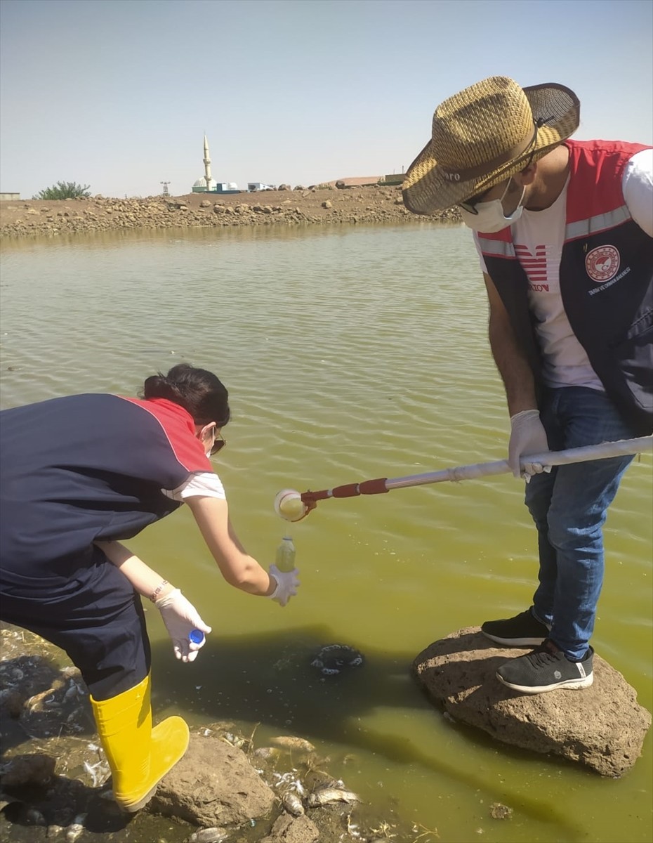 Şırnak'ın İdil ilçesinde iki gölette balık ölümleri görülmesi üzerine inceleme...