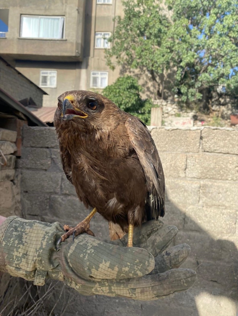 Şırnak'ta arazide yaralı ve bitkin bulunan 2 kızıl şahin tedavi altına alındı. Bölgeye giden Doğa...