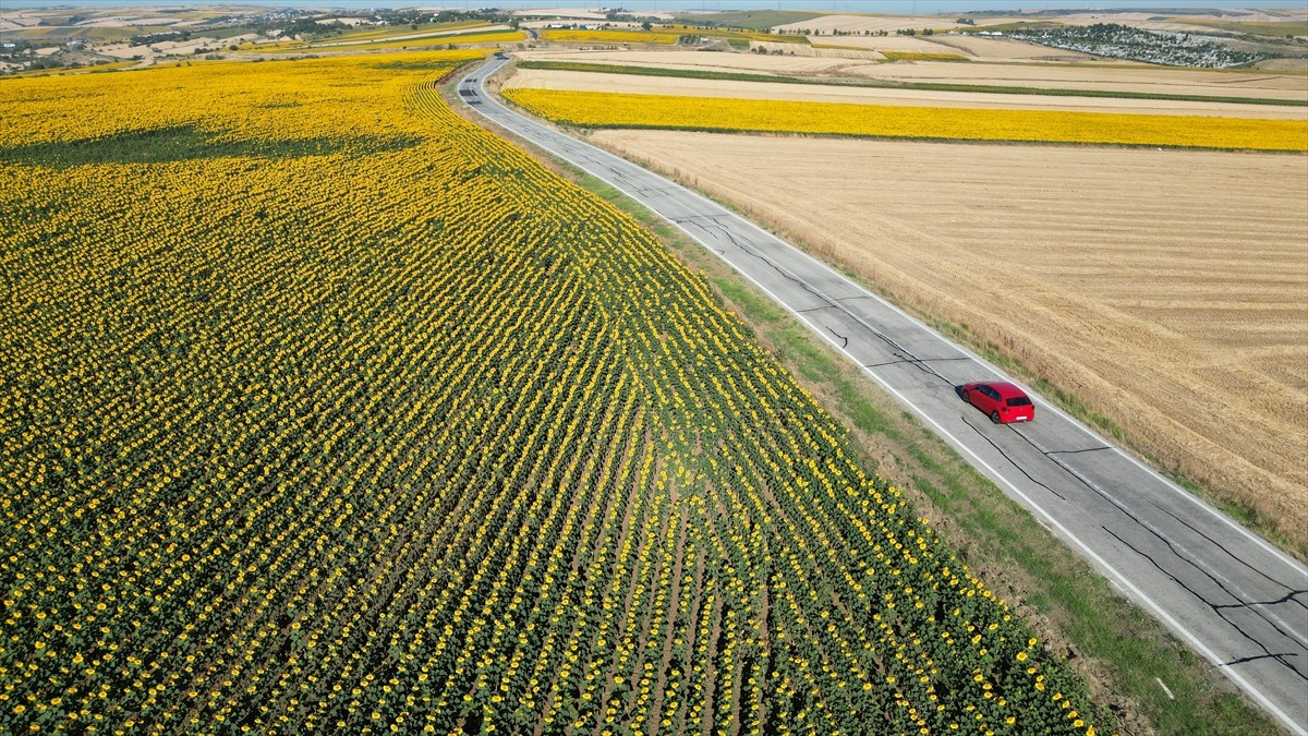 Tekirdağ'da ayçiçeklerinin açmasıyla sarıya boyanan tarlalar, sürücüler ve yolculara renkli bir...