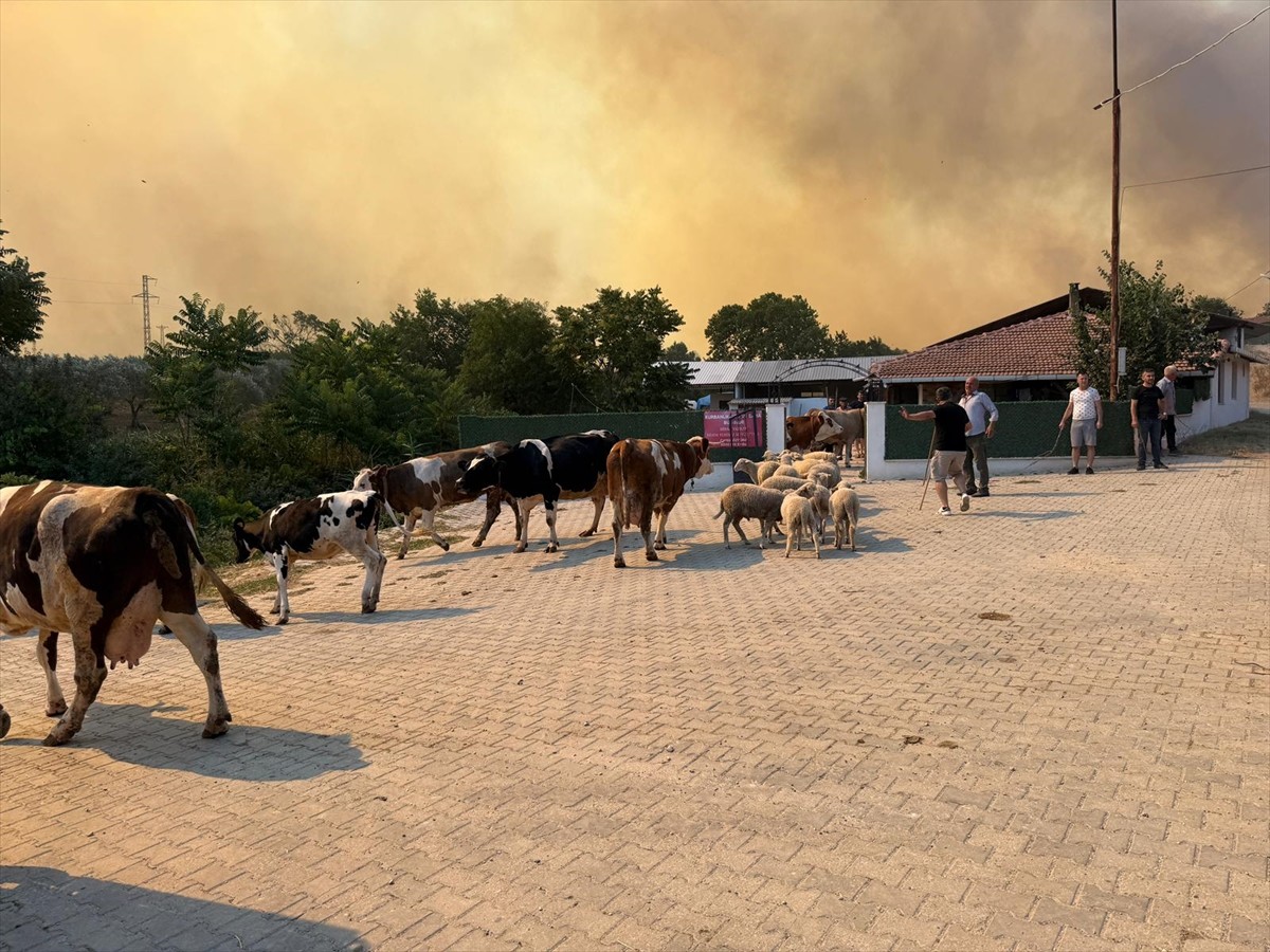 Tekirdağ'ın Şarköy ilçesinde tarım alanında başlayıp ormana sıçrayan yangına müdahale ediliyor....