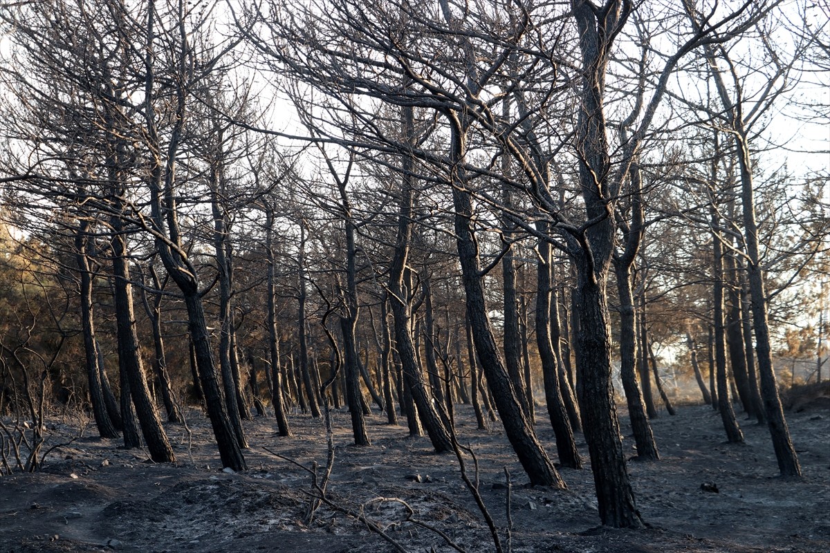 Tekirdağ'ın Şarköy ilçesindeki orman yangını kısmen kontrol altına alındı. 15 söndürme uçağı, 19...