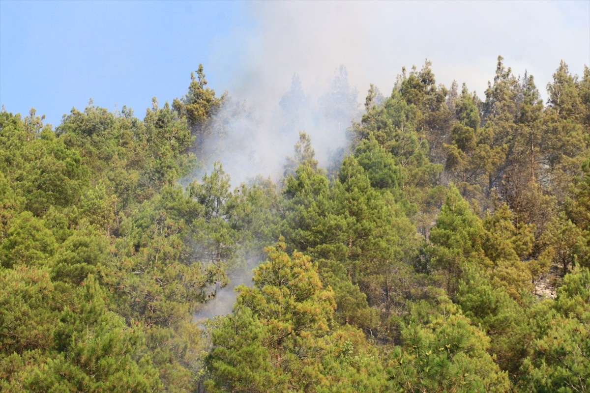 Tokat'ın Erbaa ilçesinde çıkan orman yangını kontrol altına alındı.  