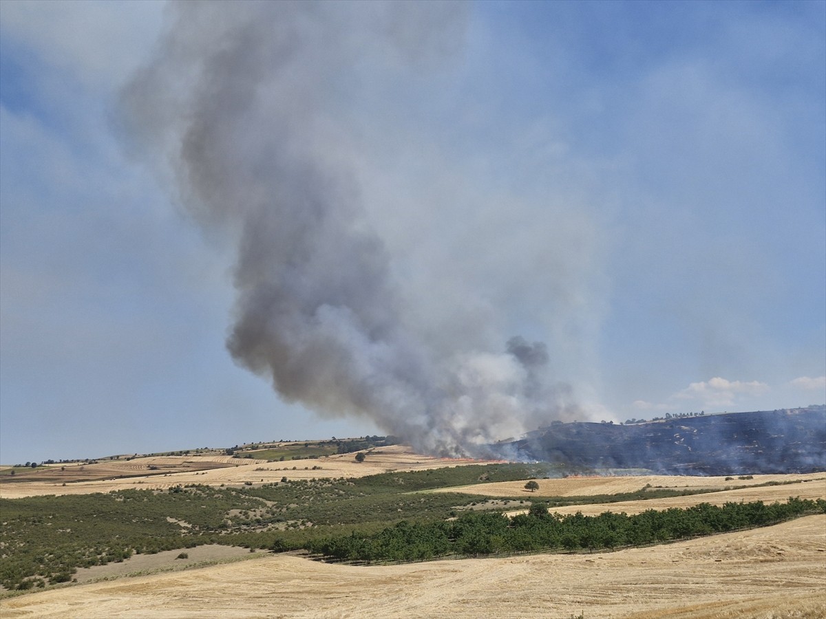 Tokat'ın Erbaa ilçesinde çıkan yangında yaklaşık 250 dekar ekili alan zarar gördü.