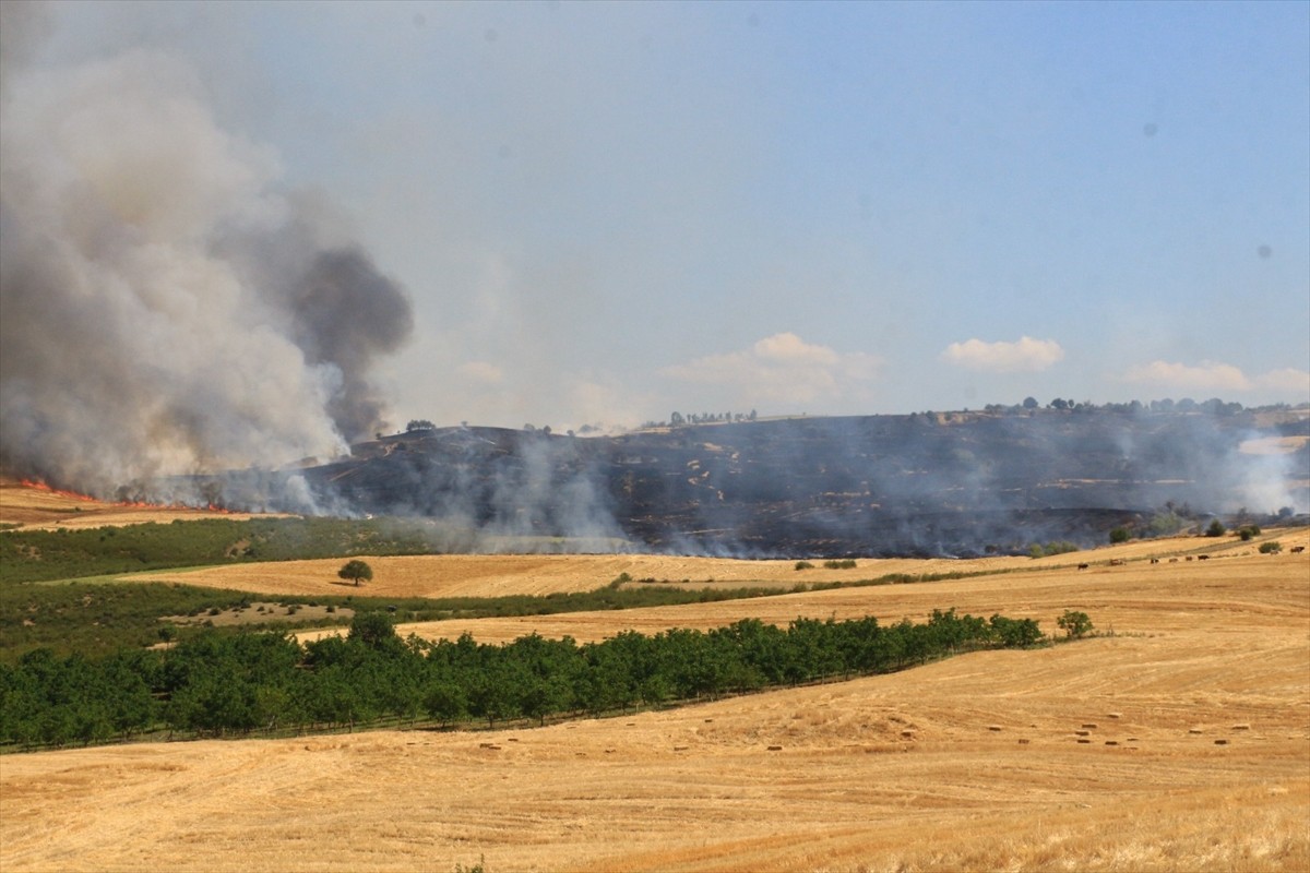 Tokat'ın Erbaa ilçesinde çıkan yangında yaklaşık 250 dekar ekili alan zarar gördü.