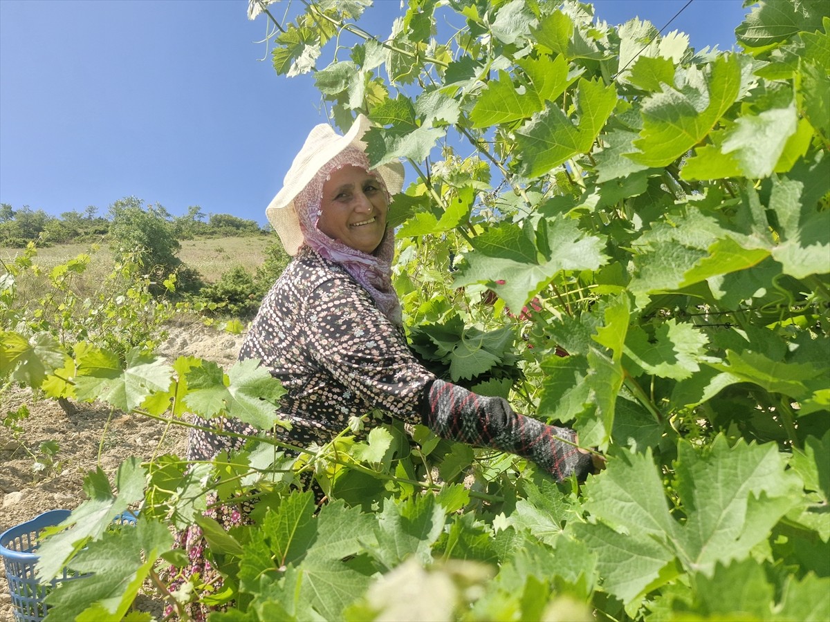 Tokat’ın Erbaa ilçesinde üretimi yapılan coğrafi işaretli Erbaa narince bağ yaprağından bu yıl 2...