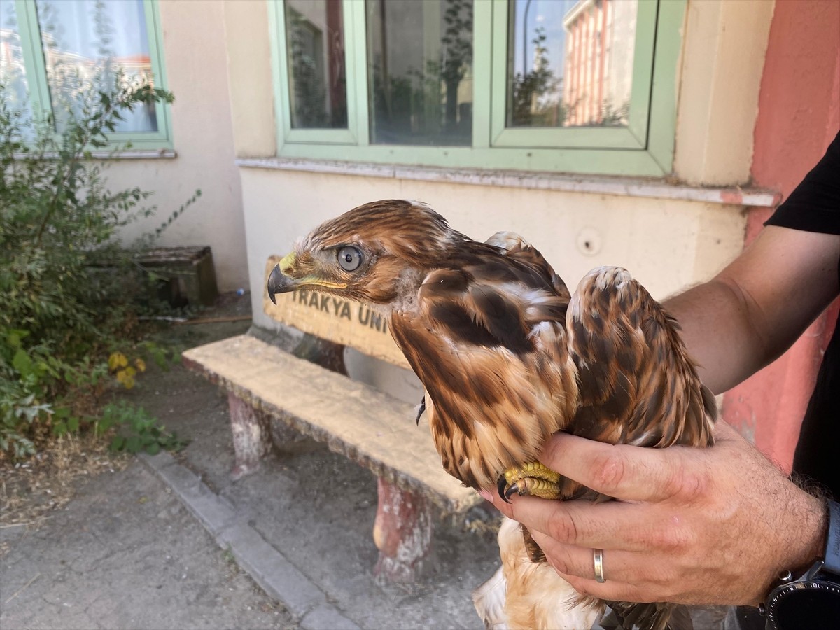 Trakya Üniversitesi Doğa Tarihi Müzesi Müdürü Özmen Yeltekin, mevsim normallerinin üzerinde...