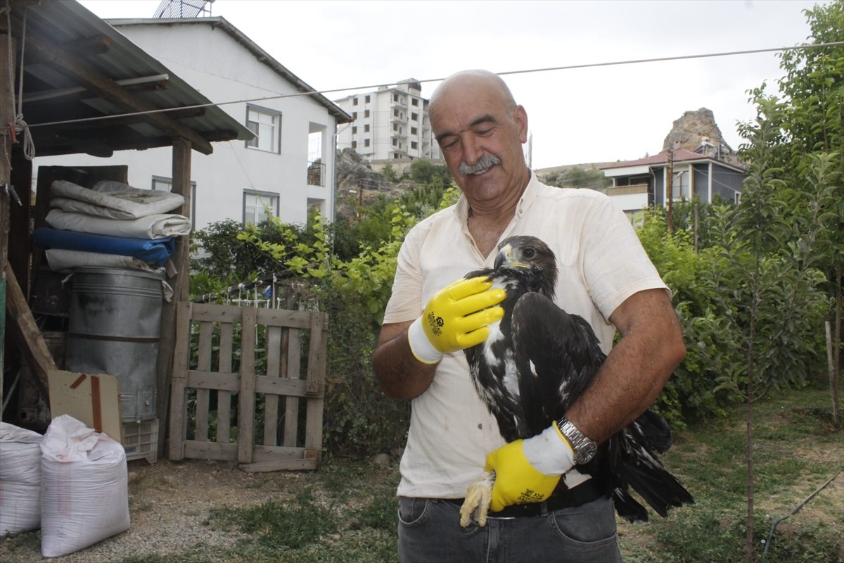 Tunceli'nin Çemişgezek ilçesinde bitkin bulunan kaya kartalı koruma altına alındı.