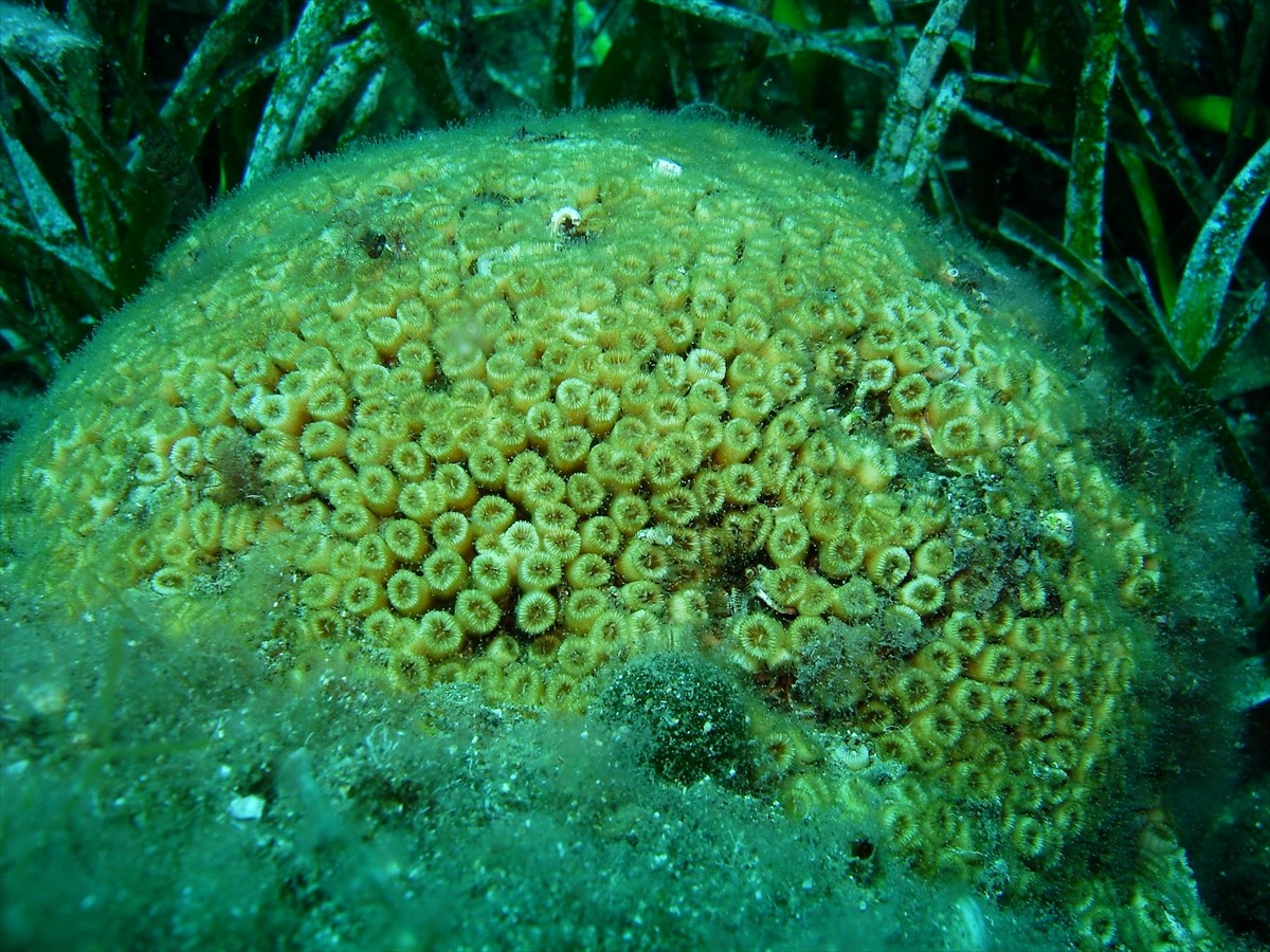 Türk Deniz Araştırmaları Vakfı (TÜDAV) ile İş Bankası, Marmara Denizi ve Kuzey Ege’de bulunan...