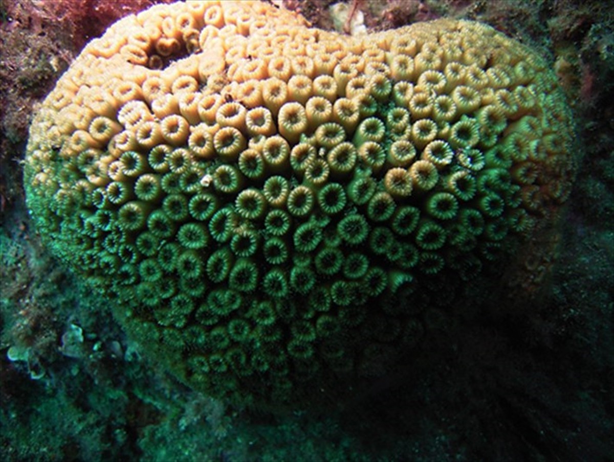 Türk Deniz Araştırmaları Vakfı (TÜDAV) ile İş Bankası, Marmara Denizi ve Kuzey Ege’de bulunan...