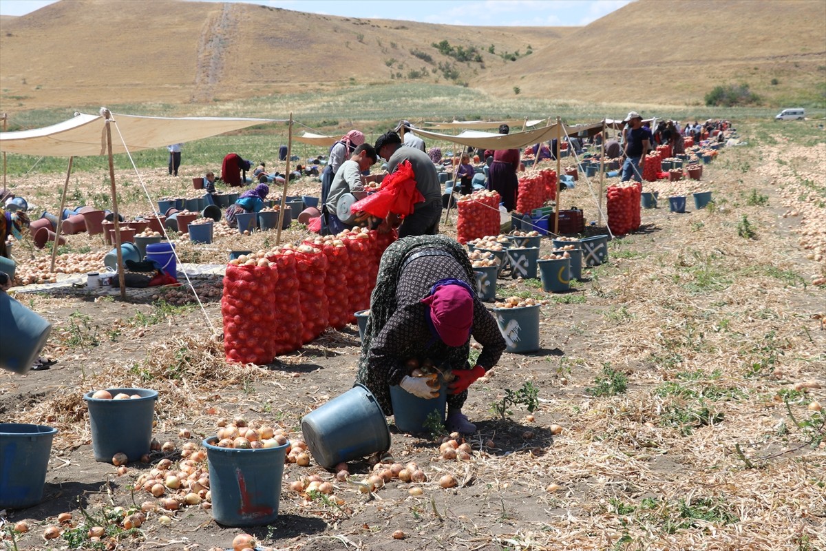 Türkiye'nin önemli soğan üretim merkezlerinden Amasya'da hasat dönemi başladı.