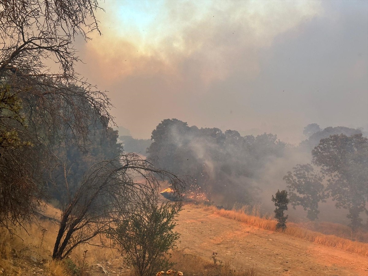 Uşak'ın Sivaslı ilçesinde meşelik alanda başlayan yangına havadan ve karadan müdahale...