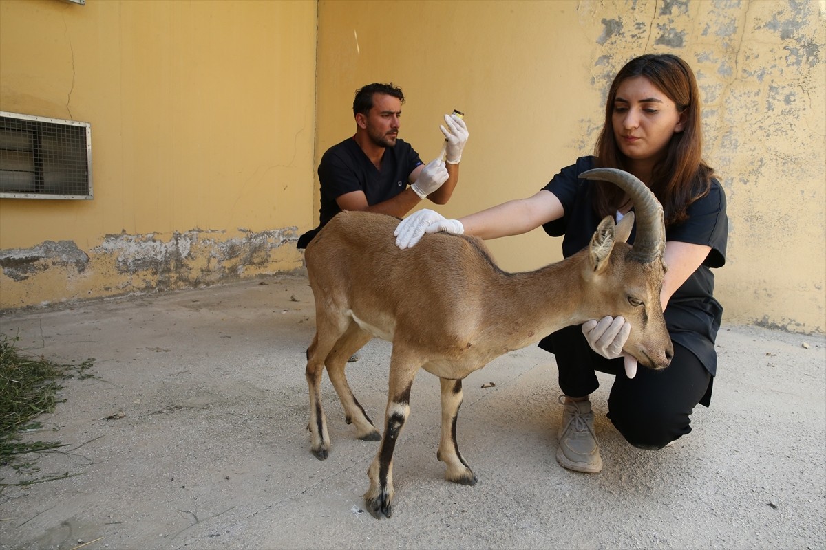 Van'ın Bahçesaray ilçesinde yaralı ve bitkin halde bulunan yaban keçisi yavrusu, tedaviye...