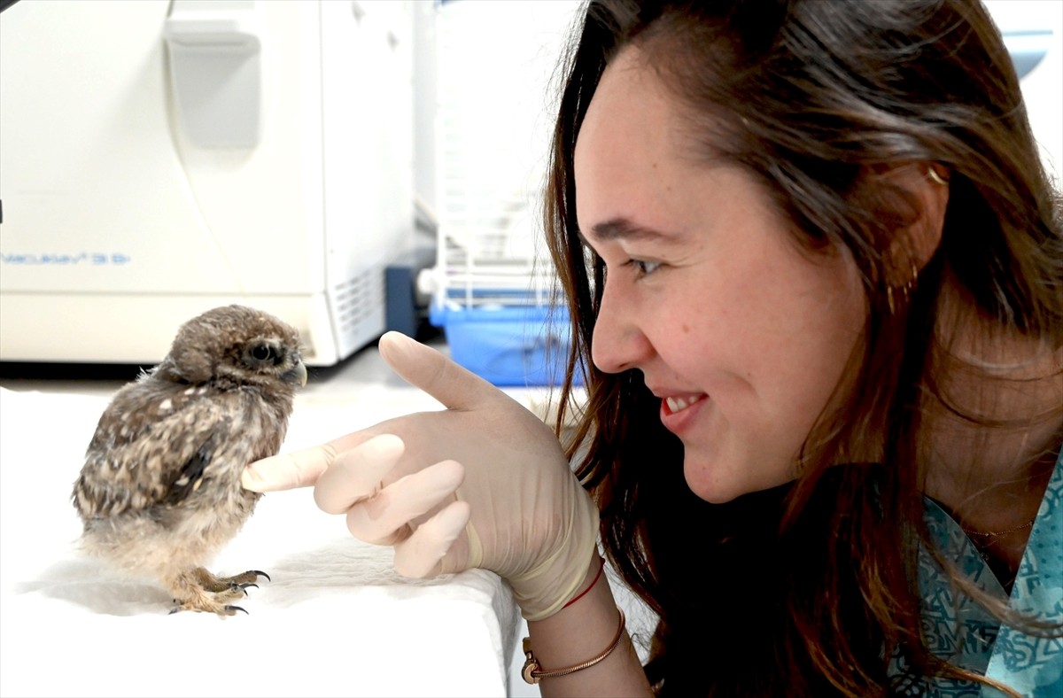 Yalova'da yaralı bulunan baykuş yavrusu, tedavisinin ardından doğaya salınacak.