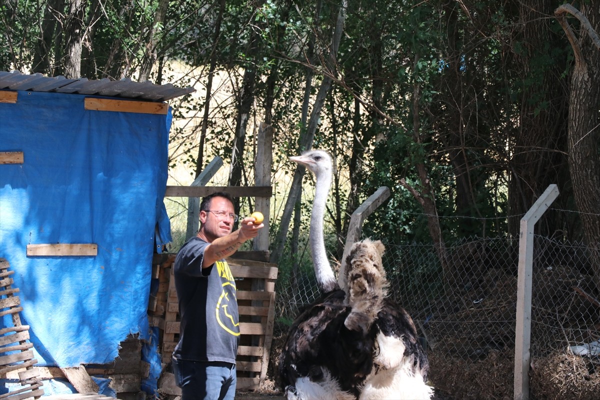  Yozgat'ın Sorgun ilçesine bağlı Bahadın beldesinde yaşayan kafe işletmecisi Güner Öztürk, kurduğu...