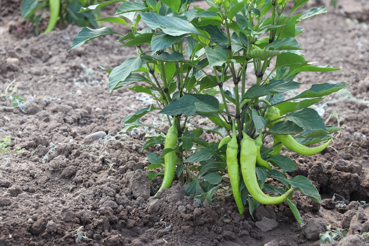 Ağrı'da Tarım ve Orman Bakanlığınca desteklenen "Sebze Yetiştiriciliğinin Yaygınlaştırılması...