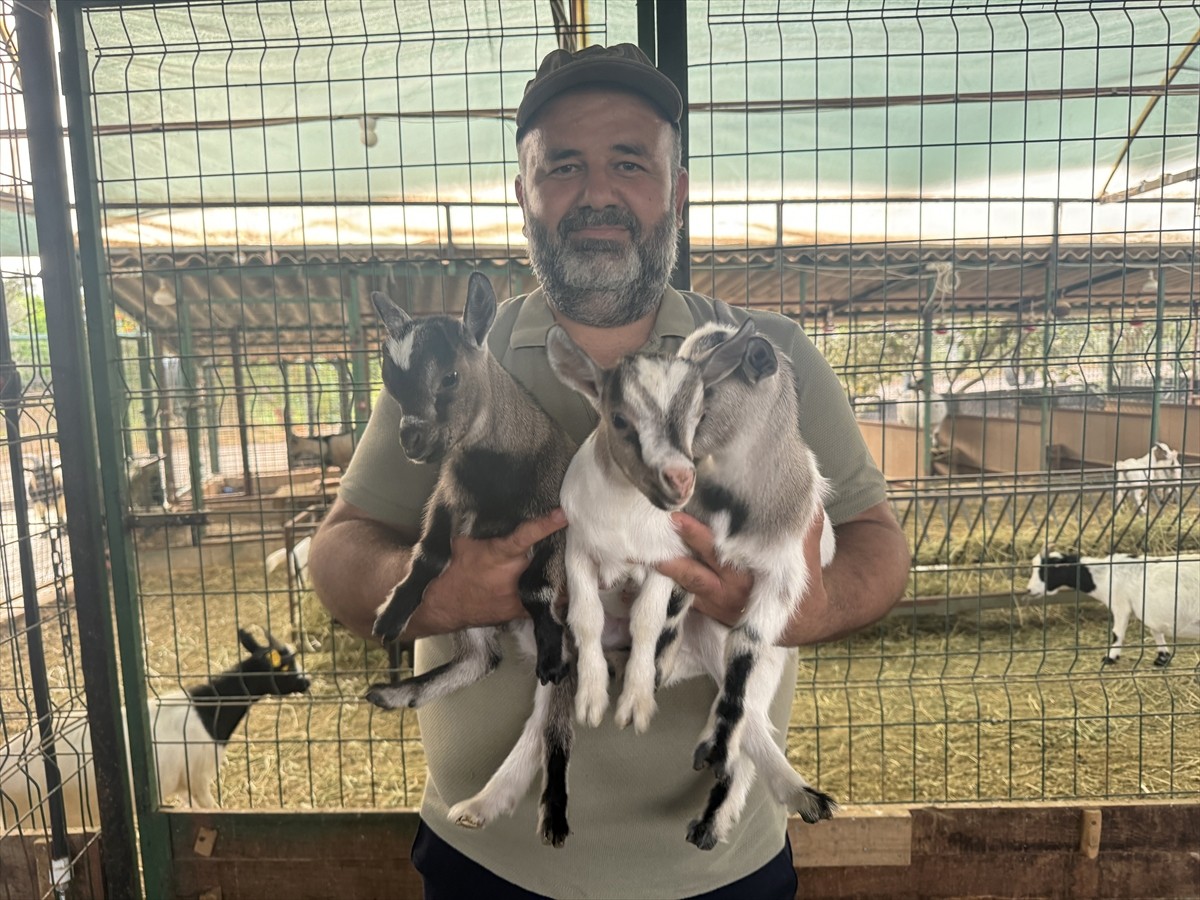 Antalya'nın Kepez ilçesinde ahırda başına poşet geçen keçi, sürüdeki diğer hayvanları korkuttu....