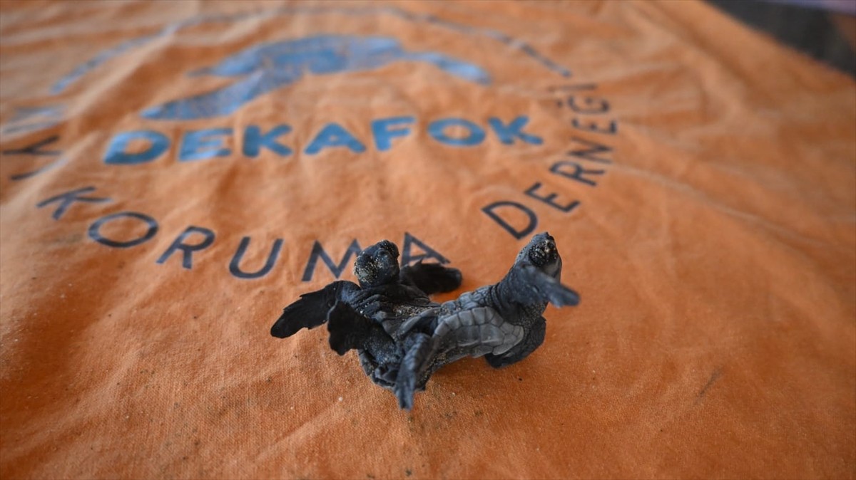 Antalya'nın Manavgat ilçesinde yürütülen deniz kaplumbağası izleme çalışmaları sırasında nadir...