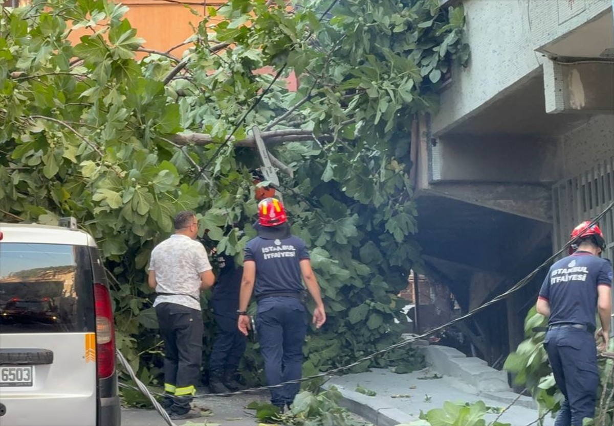 Beyoğlu'nda devrilen 2 ağaç, park halindeki 2 araca zarar verdi. İhbar üzerine olay yerine polis...