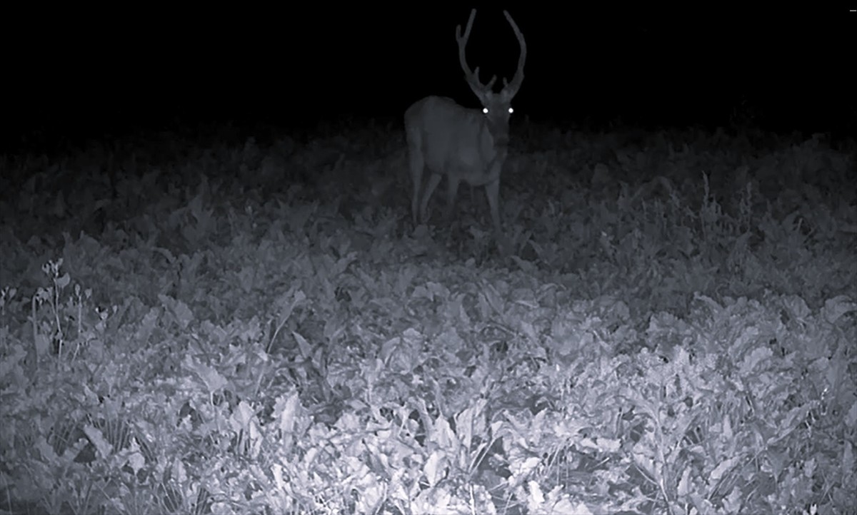 Bilecik’in Pazaryeri ilçesinde araziye giren geyik sürüsü ve diğer yaban hayvanları, fotokapanla...