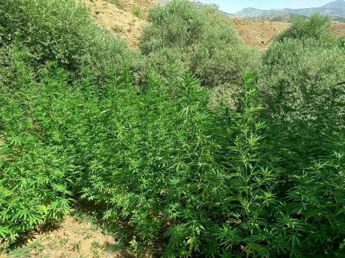 Bingöl'de jandarma ekiplerince düzenlenen operasyonlarda 1040 kök Hint keneviri ele geçirildi.