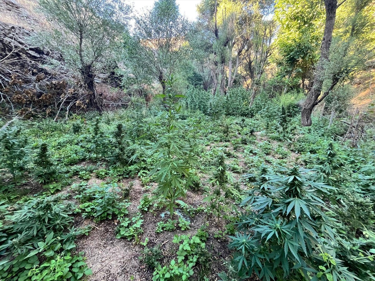 Bingöl’de düzenlenen operasyonlarda 6 bin 704 kök kenevir ile 4 bin 612 kök skunk bitkisi ele...