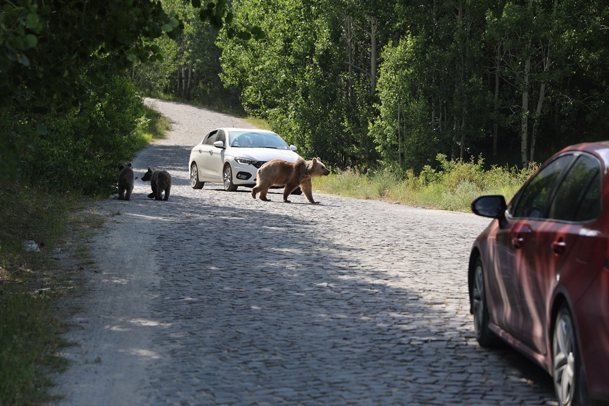 Bitlis'in Tatvan ilçesindeki Nemrut Kalderası'na giden ziyaretçiler, yol üzerinde karşılaştıkları...