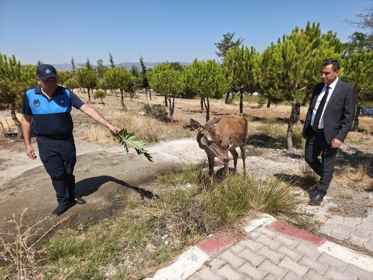 Burdur'un Yeşilova ilçesi Eşeler Dağı'na bırakılan geyiklerden biri, Salda Gölü'ne indi. Yeşilova...