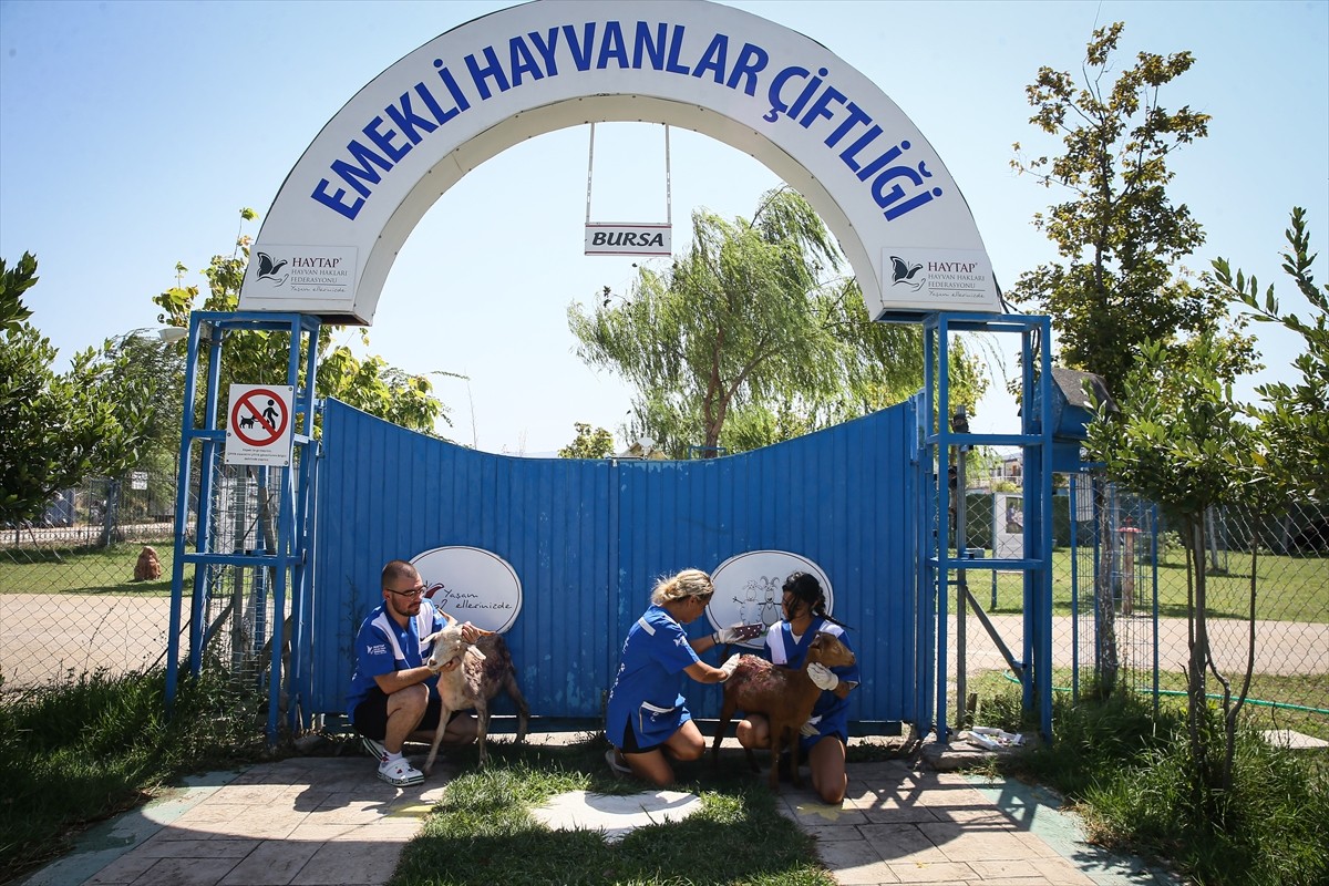 Çanakkale ve İzmir'deki orman yangınından etkilenen 2 keçi ve 13 koyun, Hayvan Hakları Federasyonu...