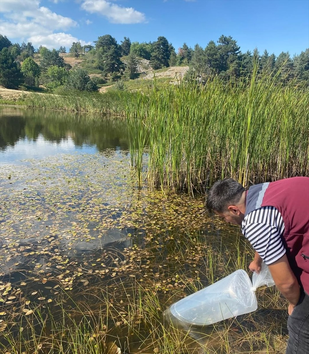 Çankırı genelinde 11 gölete 626 bin sazan yavrusu bırakıldı. Kentte sürdürülen "2025 Yılı Su...