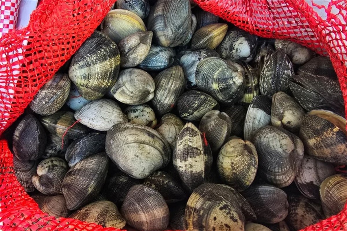 Edirne'de kaçak avlanan 650 kilogram kum midyesi ele geçirildi, 3 kişiye 2 milyon 266 bin lira...