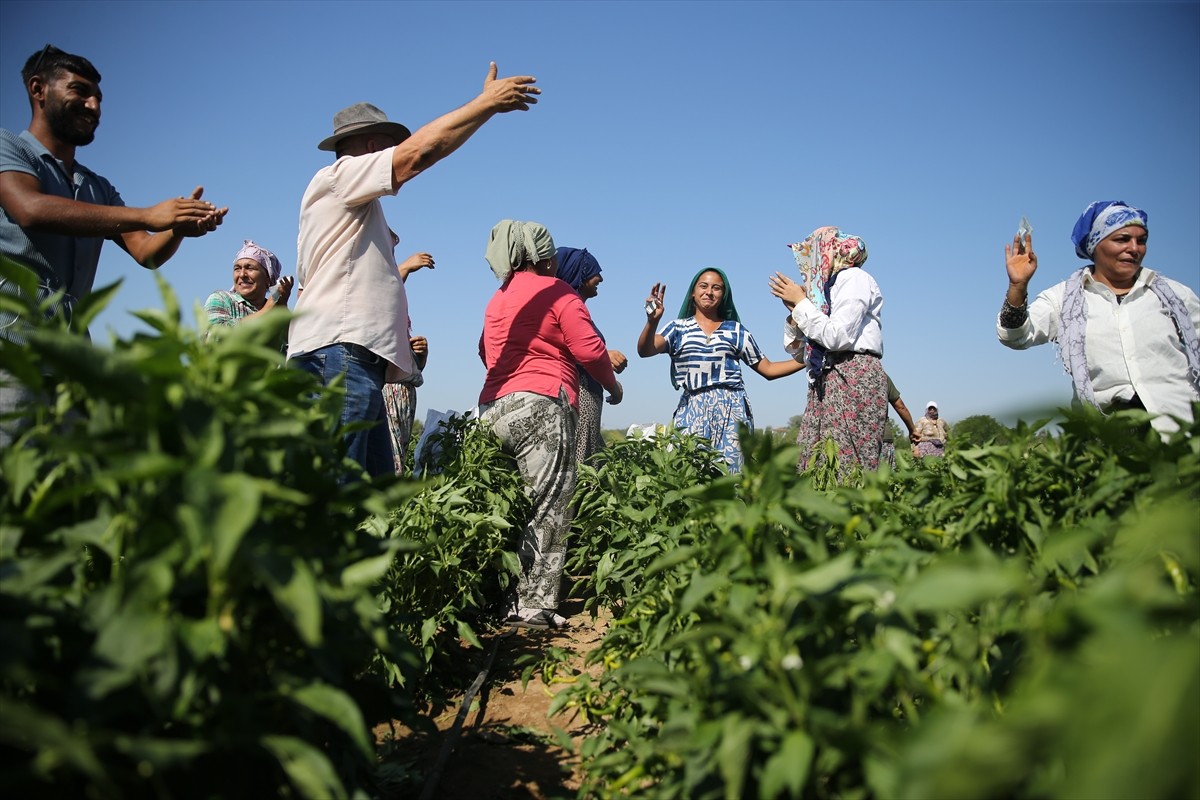 Edirne'nin meşhur tava ciğerinin garnitürü olarak kullanılan tescilli Karaağaç acı biberinde hasat...