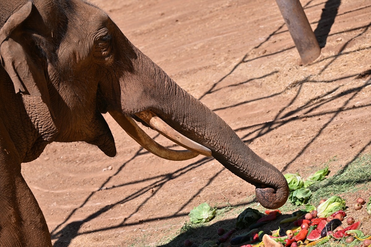 Gaziantep Doğal Yaşam Parkı'nda, "Dünya Fil Günü" kapsamında, dünyanın ilk tüp bebek fili Gabi...