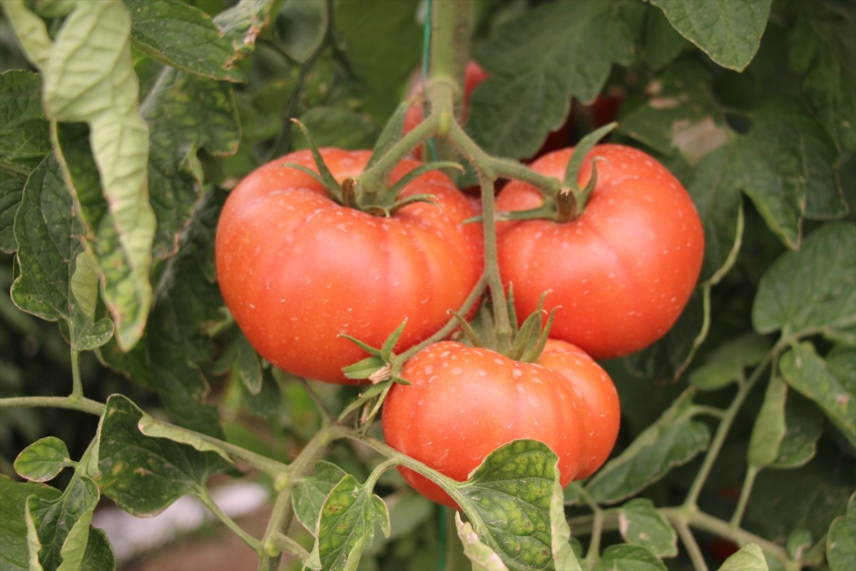Isparta'da, domates üretiminde önemli potansiyele sahip merkeze bağlı Deregümü köyünde yaklaşık...