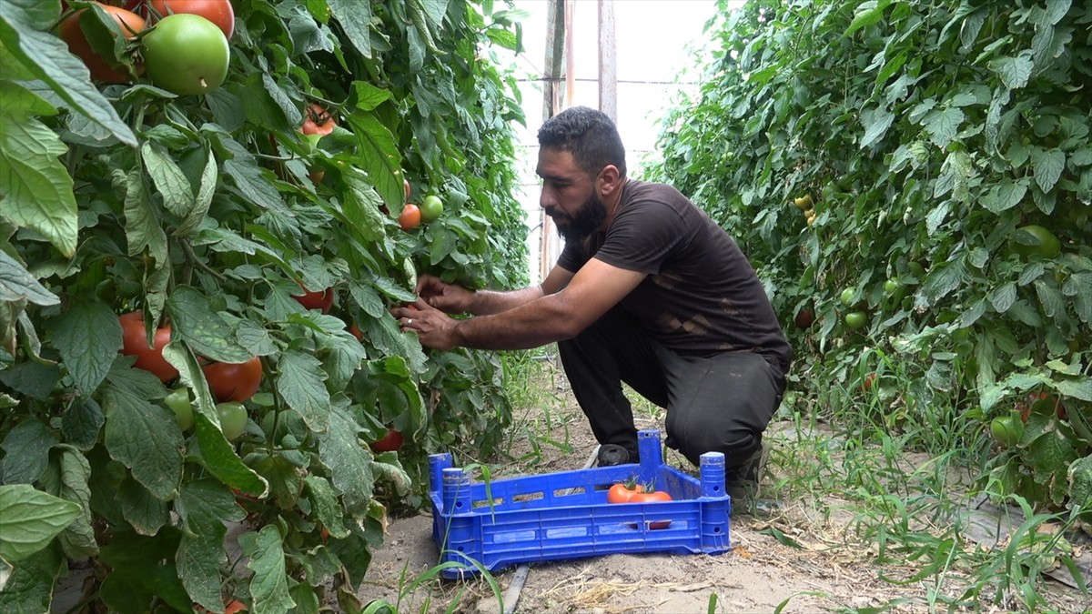 Isparta'da, domates üretiminde önemli potansiyele sahip merkeze bağlı Deregümü köyünde yaklaşık...