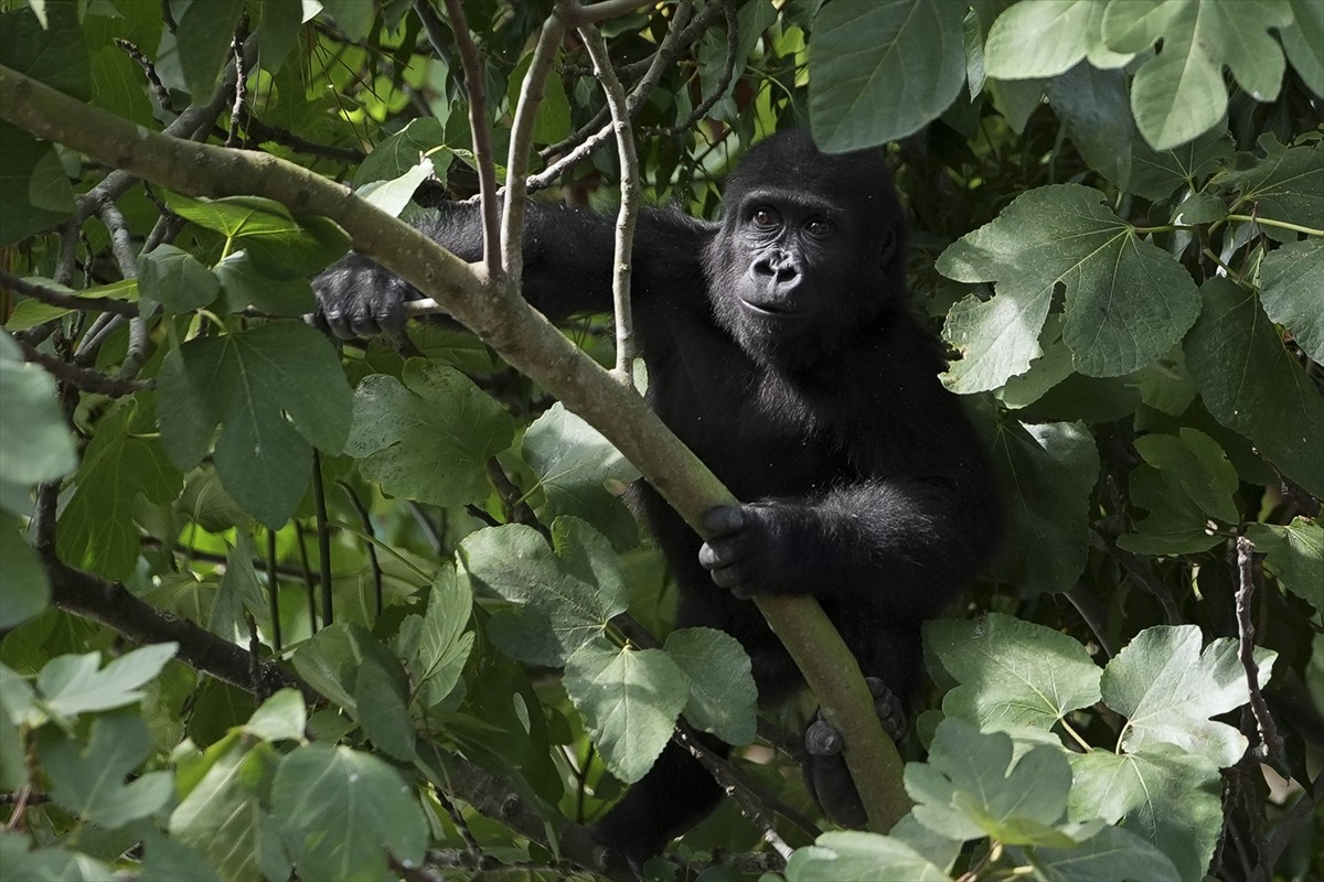 İstanbul Havalimanı'nda geçen yıl Nijerya'dan Tayland'a transit gidecek bir kargonun içinde...