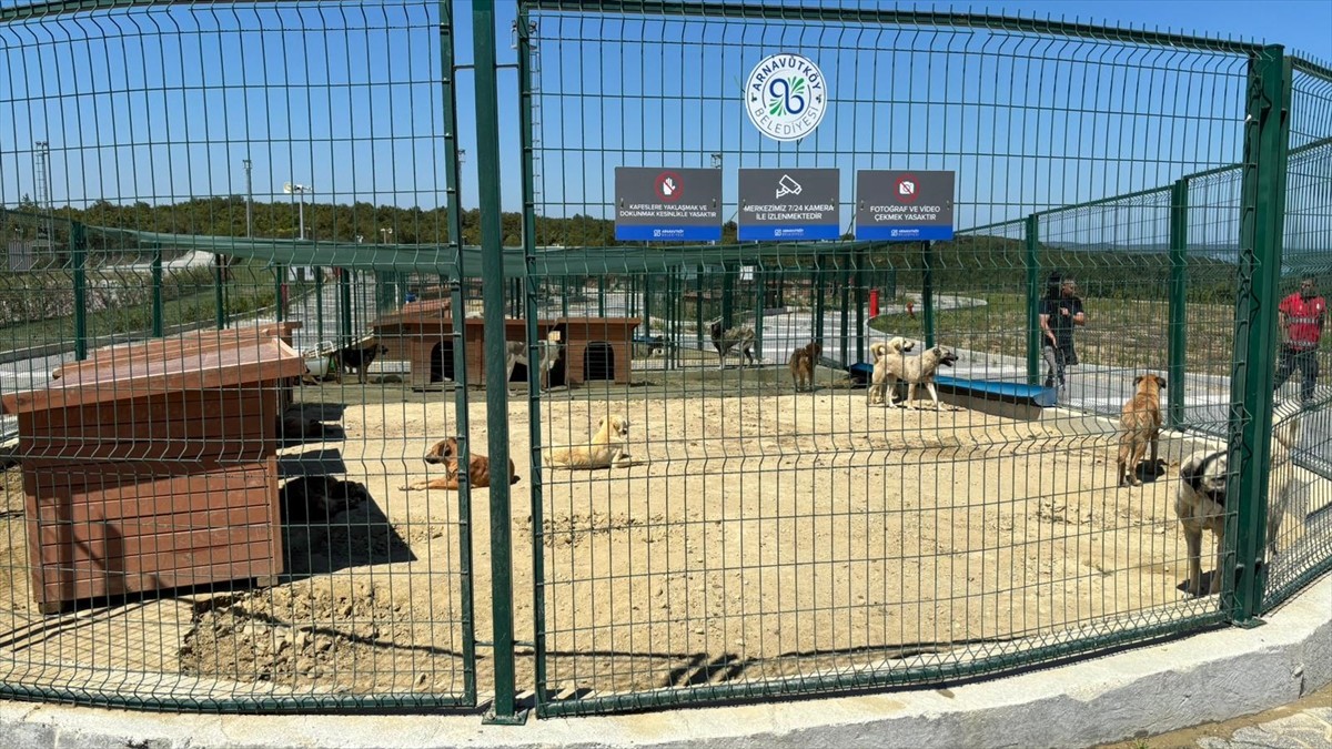  İstanbul Valiliğinin, mevzuat çerçevesinde sahipsiz hayvanların toplatılması yönündeki...