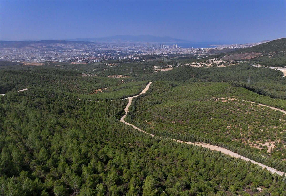 İzmir'in Bornova ilçesinde 16 yıl önce yanan ormanlık alanda yapılan ağaçlandırma çalışmaları...