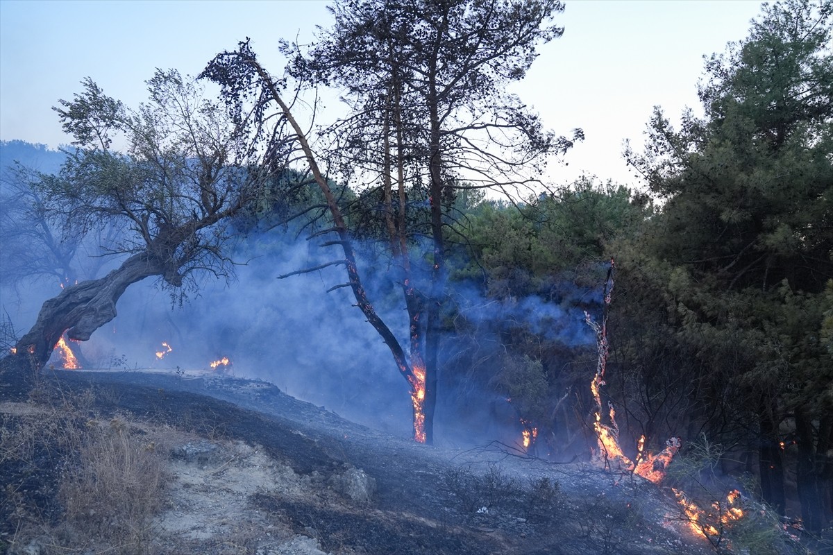 İzmir'in Bornova ilçesinde otlukta başlayarak ormanlık alana sıçrayan yangına müdahale...