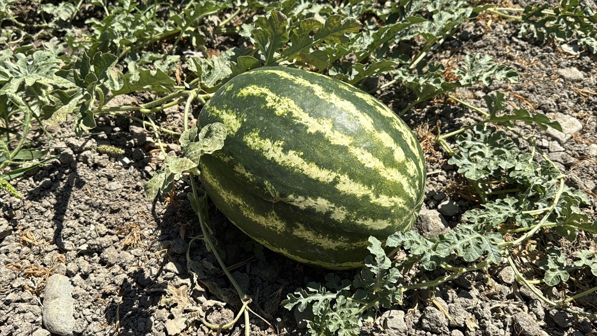 Karabük'ün Eflani ilçesinde karpuz hasadı etkinliği gerçekleştirildi. Ovaçalış köyünde yaklaşık...