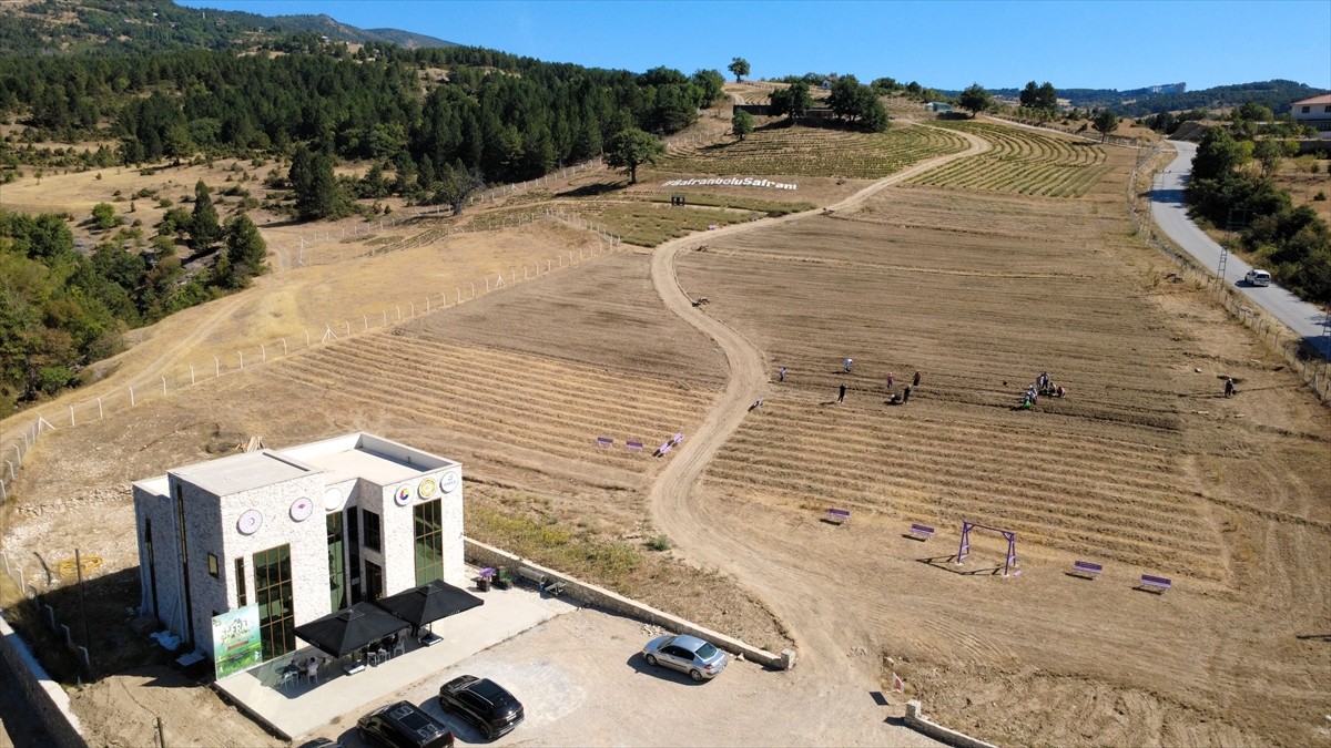 Karabük'ün Safranbolu ilçesinde Avrupa Birliği'nden (AB) coğrafi işaret tescili alan safranın...