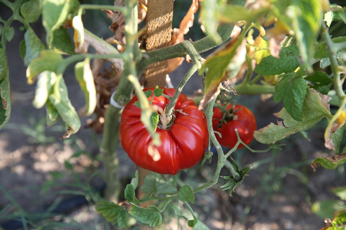 Karabük'ün Safranbolu ilçesinde yetiştirilen coğrafi işaret tescilli maniye domatesinde hasada...