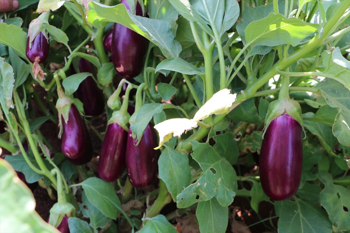 Kilis bölgesine özgü "Zabaran" çeşidi patlıcanın hasadına Yavuzlu Köyü'nde başlandı.