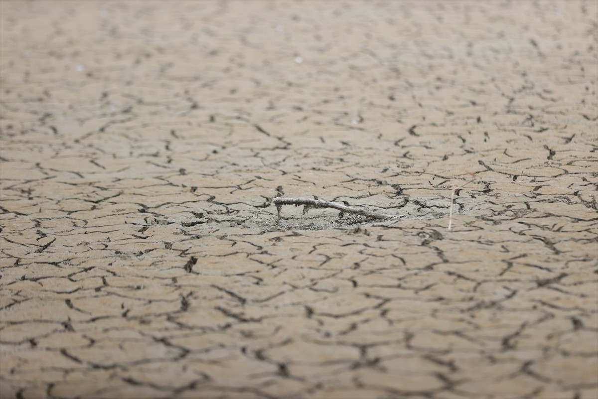 Kırklareli'nin Babaeski ilçesindeki Oruçlu Göleti, kuraklık nedeniyle kuruma noktasına geldi....