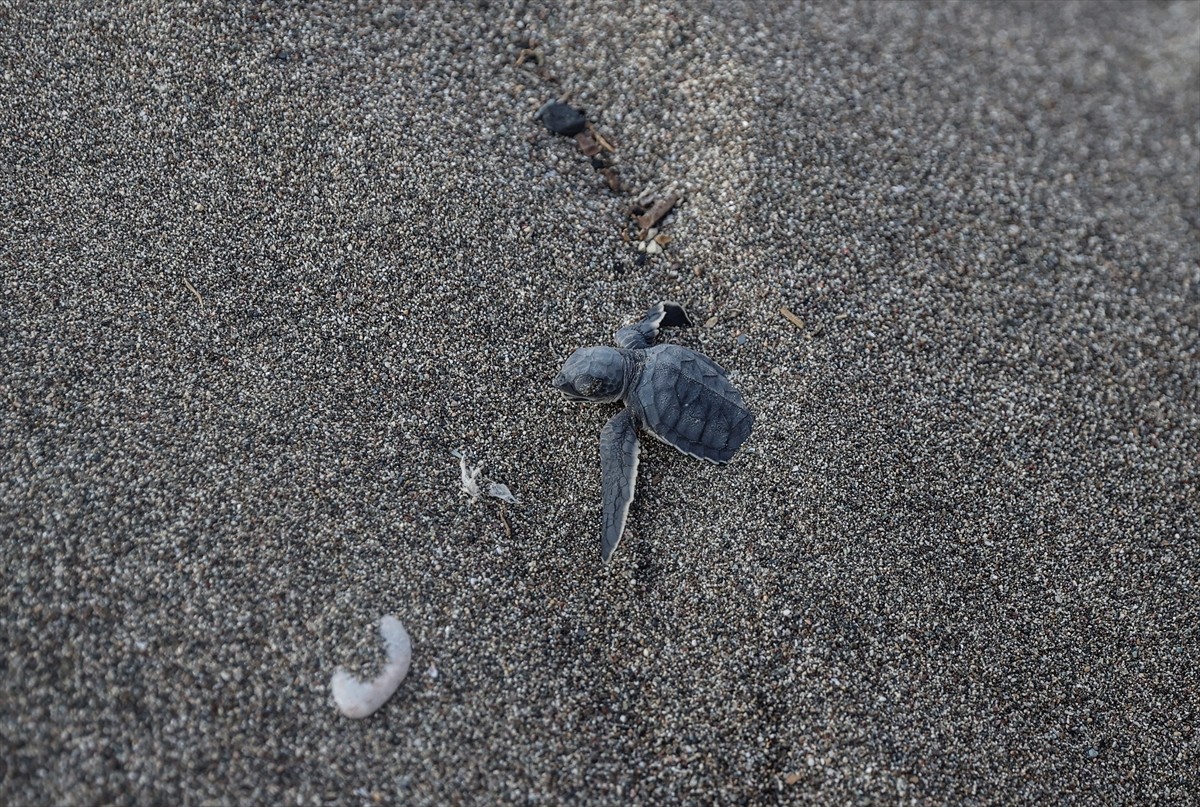 Mersin'in Mezitli ilçesinde yumurtalarından çıkan yeşil deniz kaplumbağası yavruları denizle...