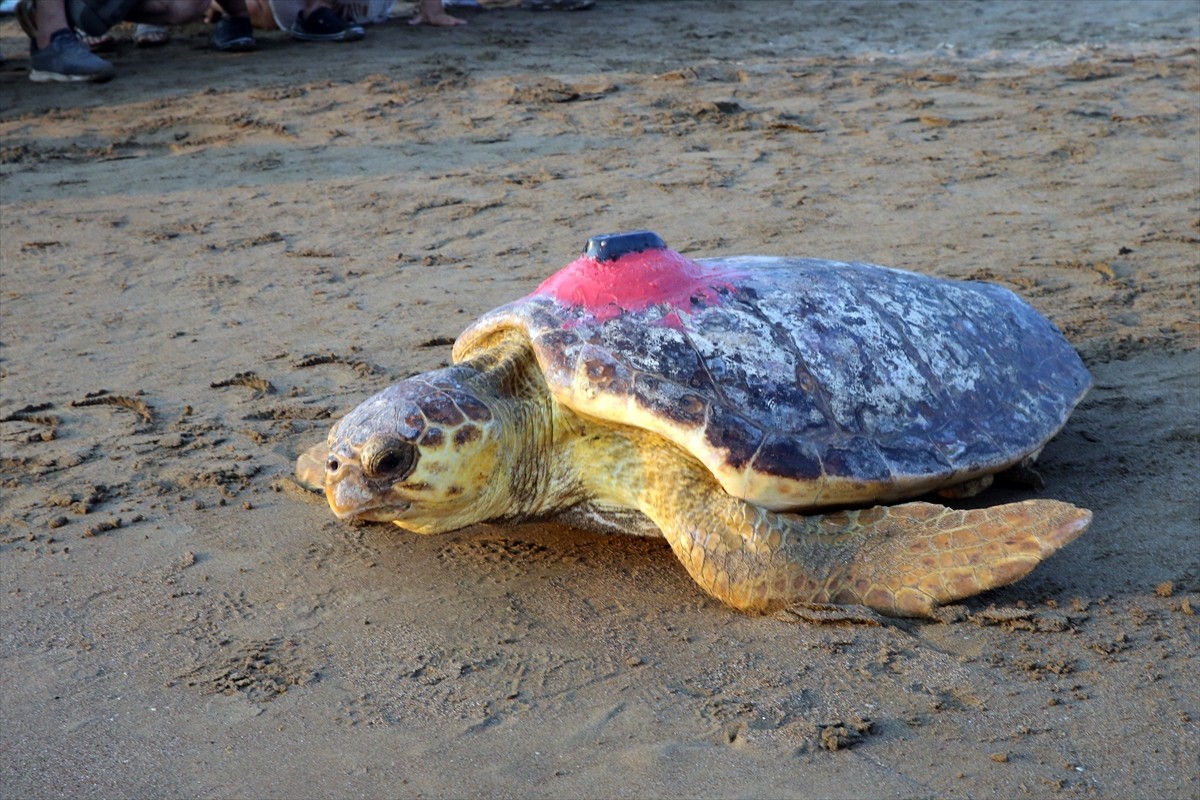 Muğla'nın Ortaca ilçesindeki Deniz Kaplumbağası Araştırma Kurtarma Rehabilitasyon Merkezi...