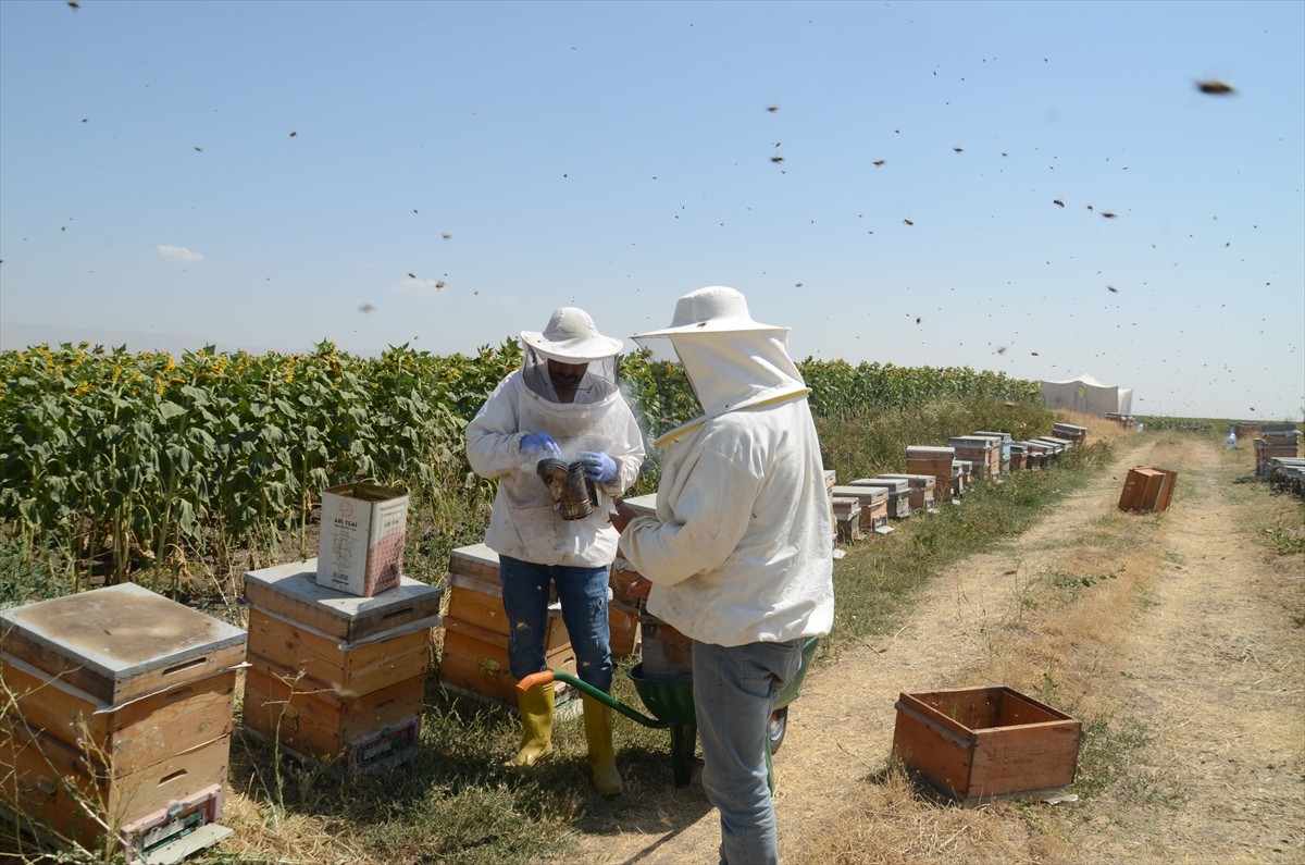 Muş Alparslan Üniversitesi Arıcılık Uygulama ve Araştırma Merkezi'nde bulunan 300 kovanda bal...