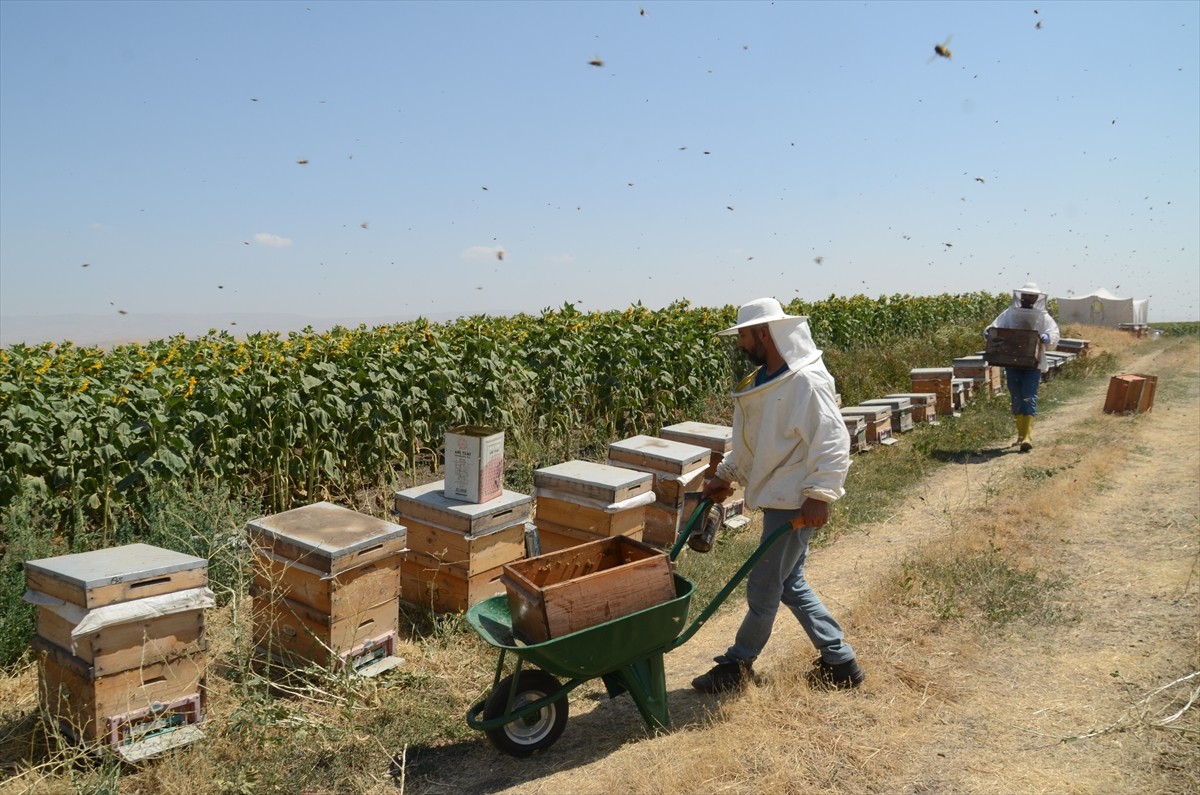 Muş Alparslan Üniversitesi Arıcılık Uygulama ve Araştırma Merkezi'nde bulunan 300 kovanda bal...