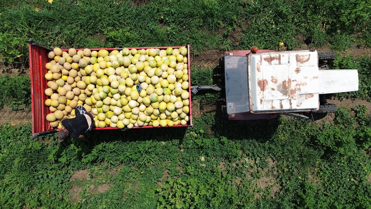 Samsun'da Bafra Ovası'nda yetiştirilen ve lezzetiyle öne çıkan Süheyla kavununda hasat devam...